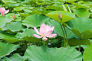 合作生存建造类新作《指环王：重返莫瑞亚》公布